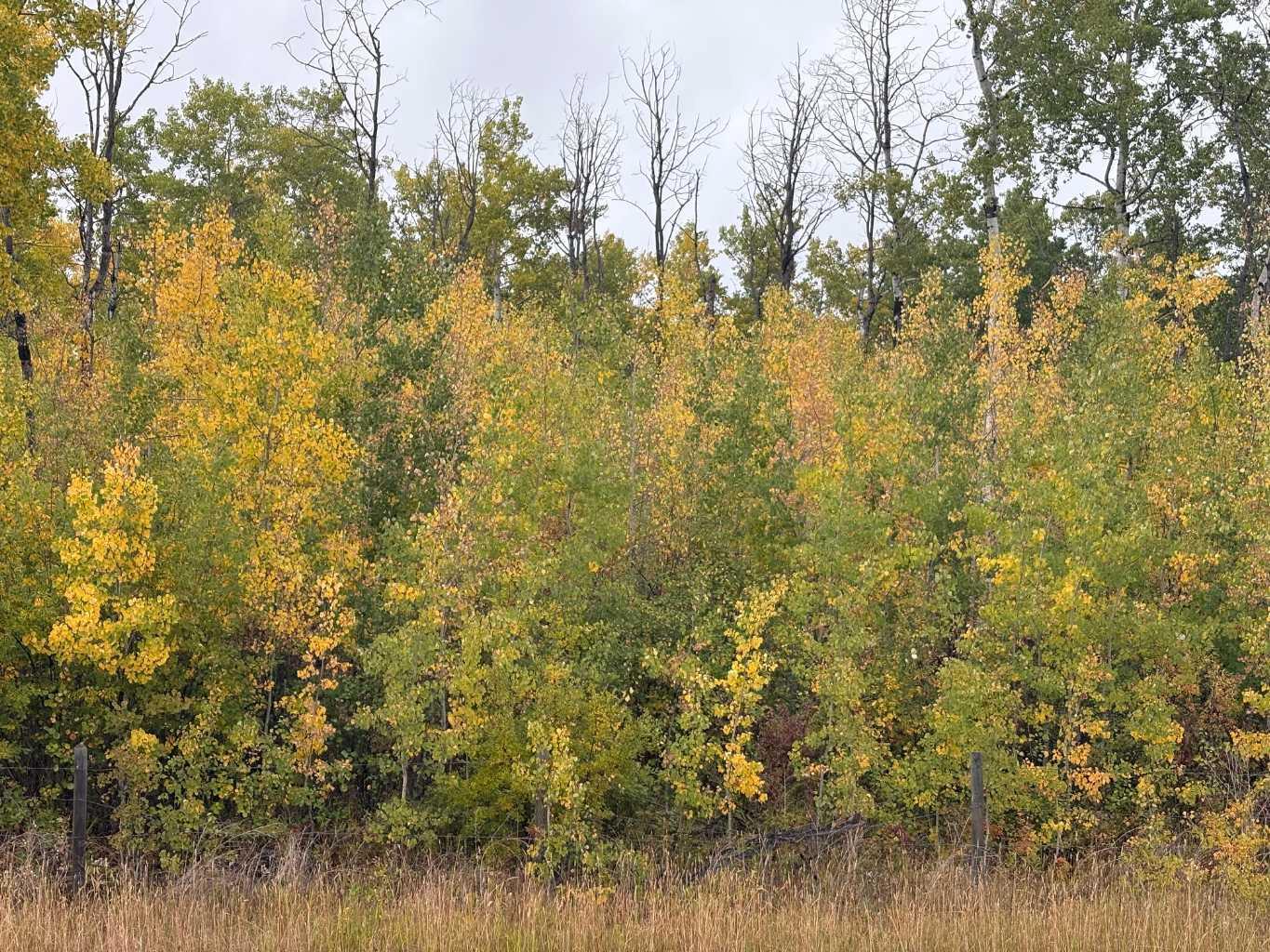 12 Foot Davis Rd, Rural Northern Sunrise County, AB T0H 2E0