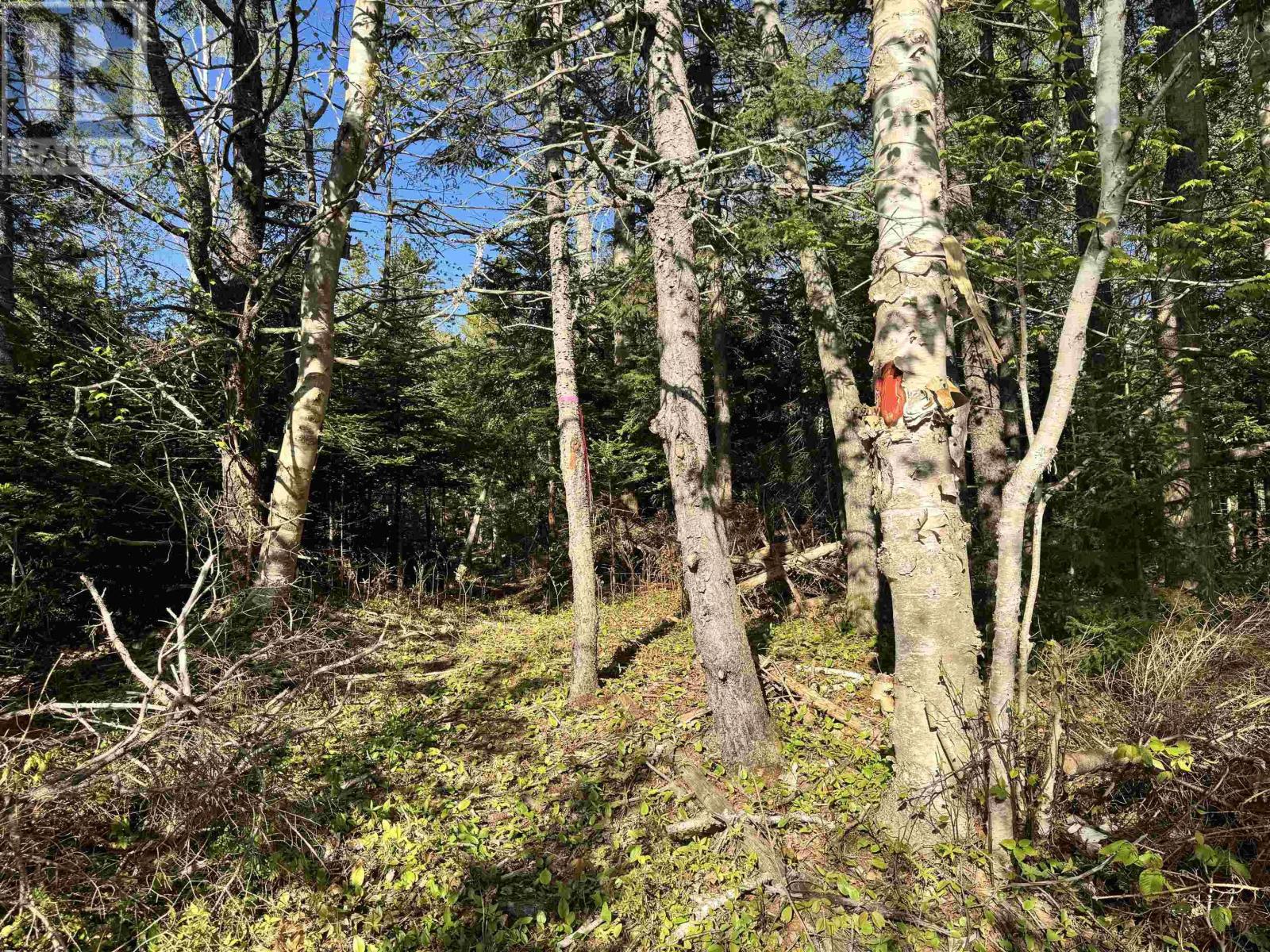 24 Forest Drive Ext #-1, Pictou, NS B0K 1H0