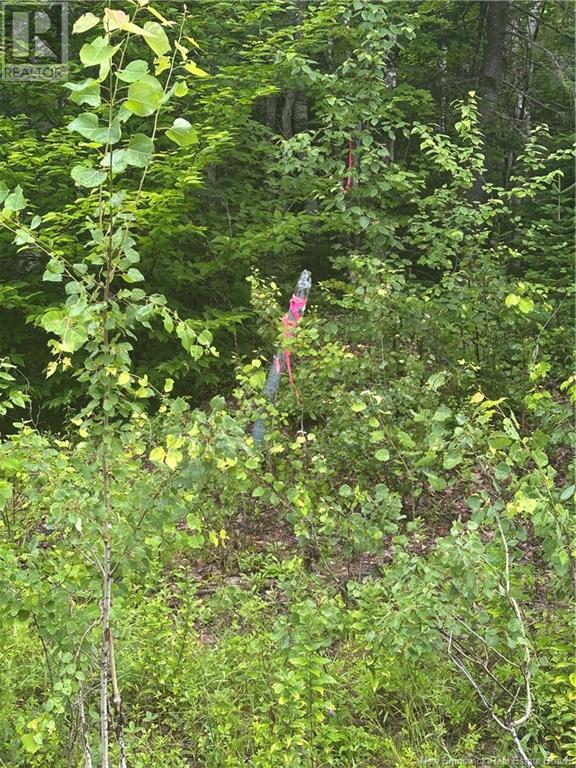 151 Bettsburg Rd, Doaktown, NB E9C 2N5