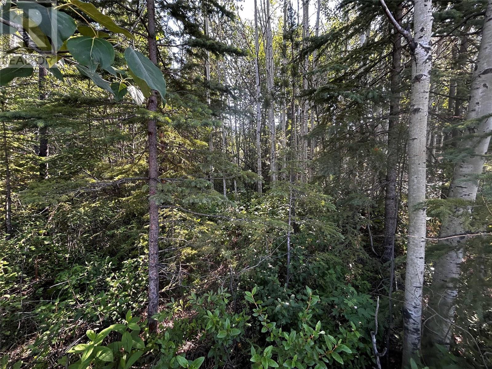 160 Murray Dr, Tumbler Ridge, BC V0C 2W0